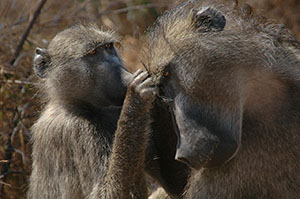  Baboons. Source: Wikimedia Commons, Public Domain, author: Tom Adams