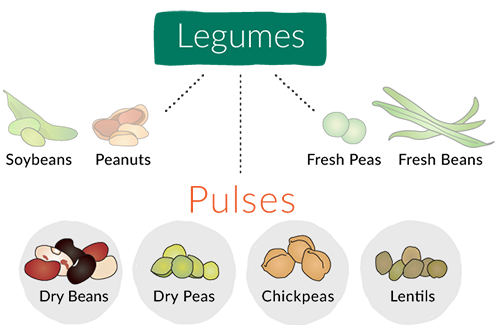 Pulse vs. Legume  (Source: https://pulses.org/nap/what-are-pulses/)