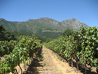Delheim Wine Farm, Stellenbosch (Vysotsky, Wikimedia Commons)