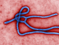 ebola virus 108