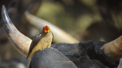 bird in Burkina Faso © Michiel van den Bergh (ASC Leiden)