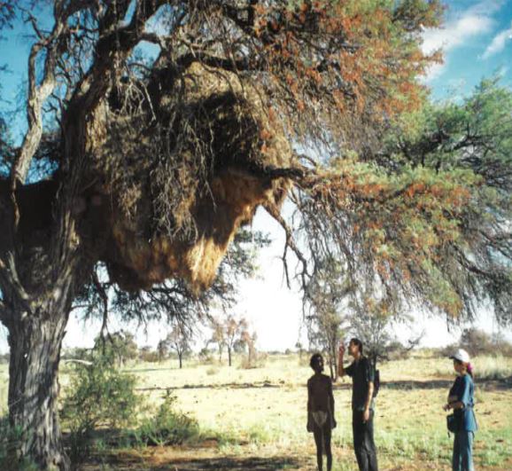 Kalahari tree