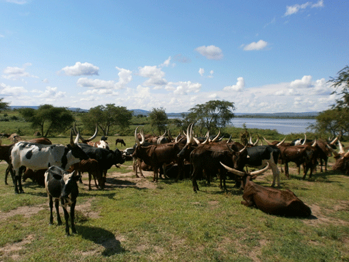 Ankole cattle in South-western Uganda